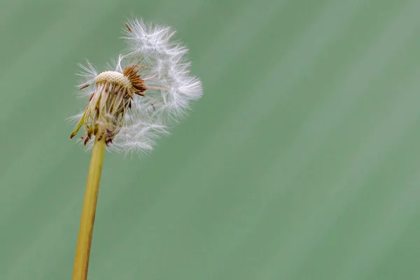 Nicht voller Löwenzahnkopf — Stockfoto