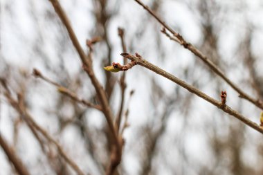 Budapeşte, Macaristan - 25 Ocak 2020: İlk yaprak tomurcuğu ilkbaharın başında ince bir dal üzerinde yeni oluşturuldu