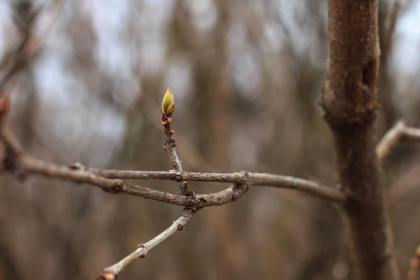 Boedapest Hongarije Januari 2020 Eerste Kleine Bladknop Die Begin Voorjaar — Stockfoto