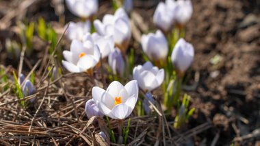 Ormanda ilk bahar çiçeklerinden oluşan bir grup. Kahverengi zemin çimen yok. Beyaz timsahlar baharın ilk günlerinde yerde yetişiyor.