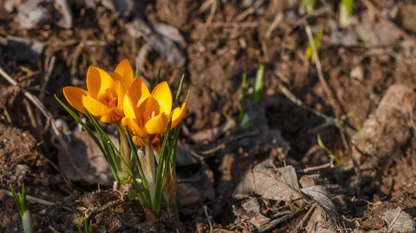 Group First Spring Flowers Forest Brown Ground Grass Saffron Crocuses — Stock Photo, Image