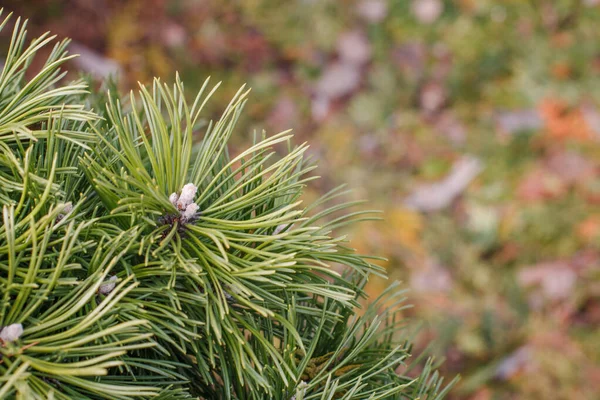 Bright Green Needles Common Pine Wood Young Sprouts Beginning Spring — Stock Photo, Image