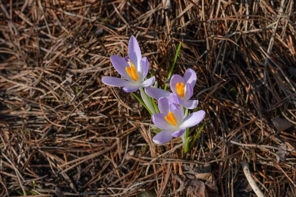 Grupp Rsta Ren Blommor Skog Rkt Ckt Med Bruna Barr — Stockfoto