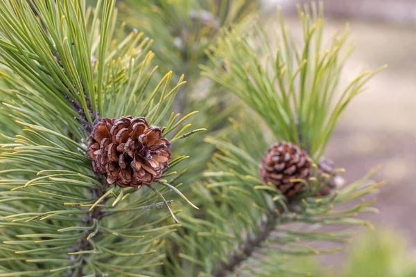 春の初めに松に成長する松の茶色のコーンのグループ 長い緑の針の枝 — ストック写真
