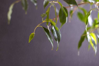 Güneş, yağmurun altındaki yeşil yaprakların arasından siyah bir zemin üzerinde parlıyor. Yeni bir hayat fikri.