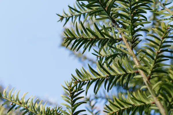 在一个阳光明媚的春日里 一个阳光明媚 蓝天明亮的年轻紫杉树枝 — 图库照片