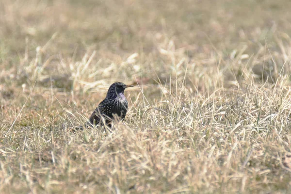 Common starling (Sturnus vulgaris) in the field — Stock Photo, Image