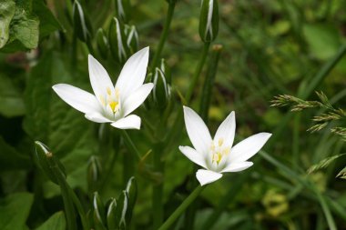 Çim endo -Ornithogalum umbellatum)