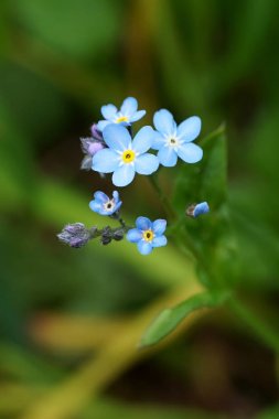 Unutma (Myosotis tür)