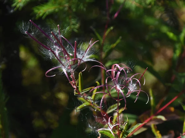 Fireweed または Rosebay カナディアンウィロー (ヤナギラン) — ストック写真