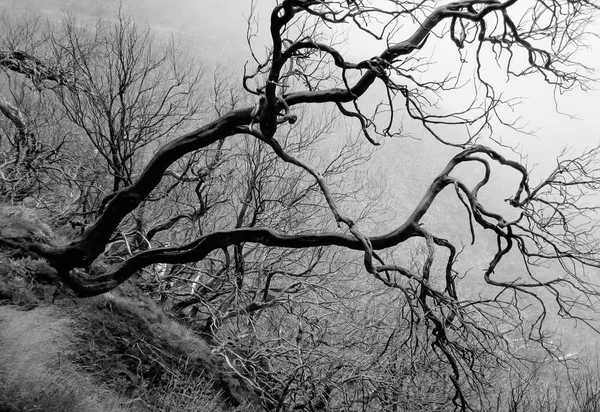 Sisli gün sihirli ağaçlar — Stok fotoğraf