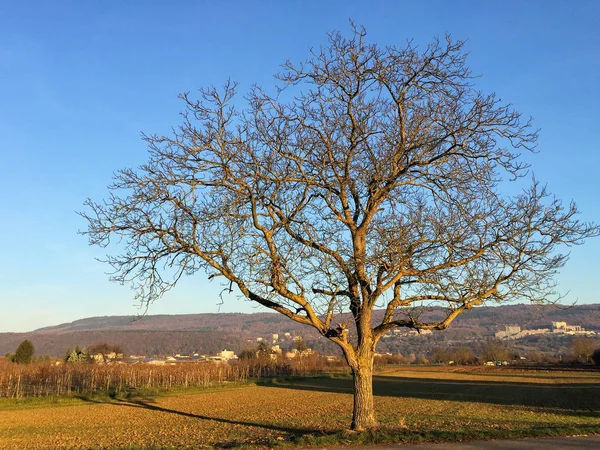 Osamělý strom při západu slunce Stock Fotografie