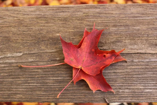 ahşap zemin üzerinde sonbahar akçaağaç yaprağı