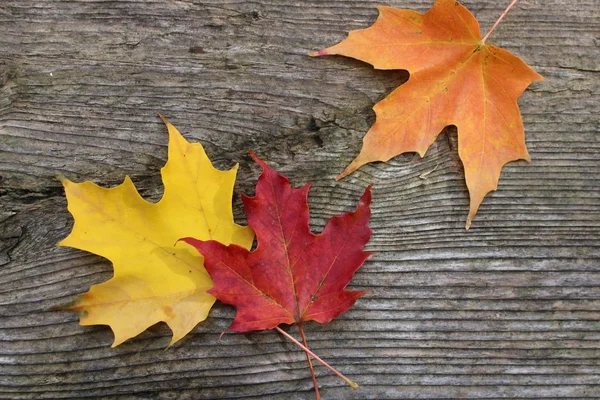 Özgün sonbahar yaprakları