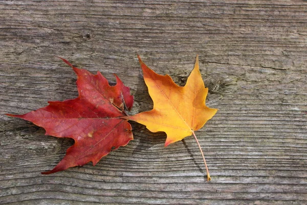 Özgün sonbahar yaprakları