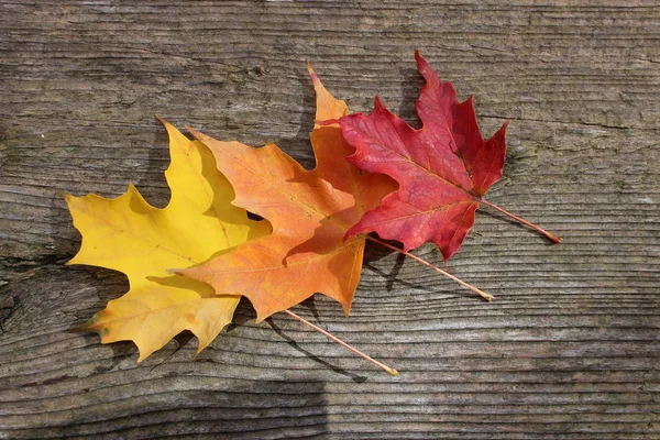 Özgün sonbahar yaprakları