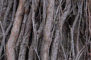 Sarmaşık gövdelerinin ve dallarının dokusu