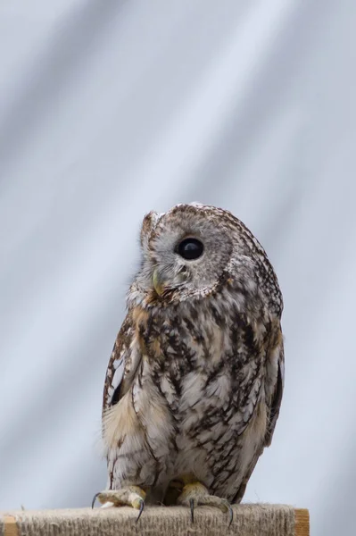 Beyaz bir arkaplanda tünekte oturan bir baykuş.