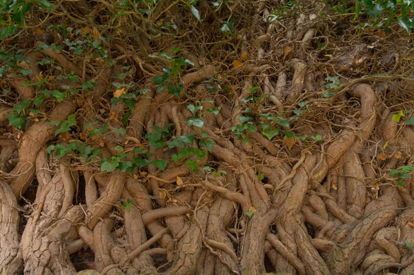 Birbirine dolanmış ağaç gövdeleri ve sarmaşık dallarıyla örülmüş yeşil ve sarı yapraklarla örülmüş tuğla duvar.