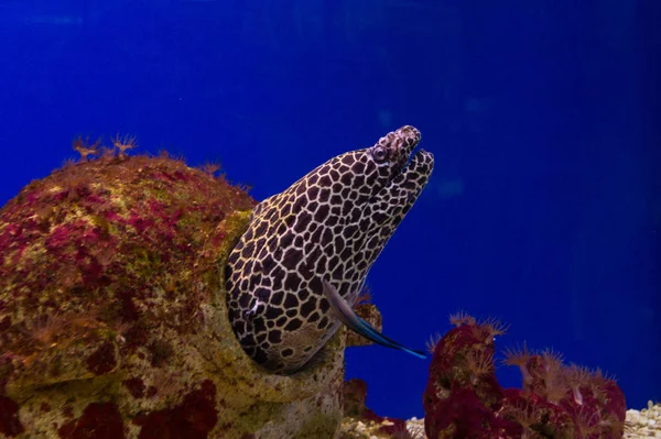 Leopar moray yılan balığı kafasını sığınağından çıkarmış.