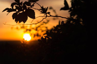 Gün batımı, bir tarlanın üzerinde batan güneşin etrafındaki dalların siluetleri.
