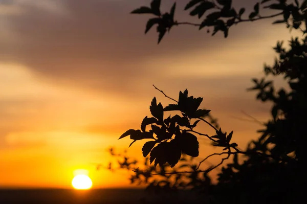 Batan güneşe karşı ağaç dalları ve eflatun-turuncu gün batımı gökyüzü