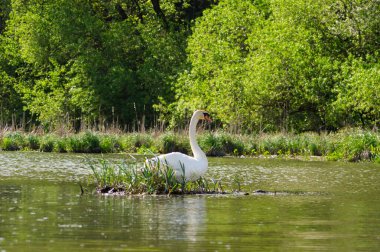 Güneşli bir yaz gününde, gölün ortasında küçük bir adada beyaz bir kuğu.