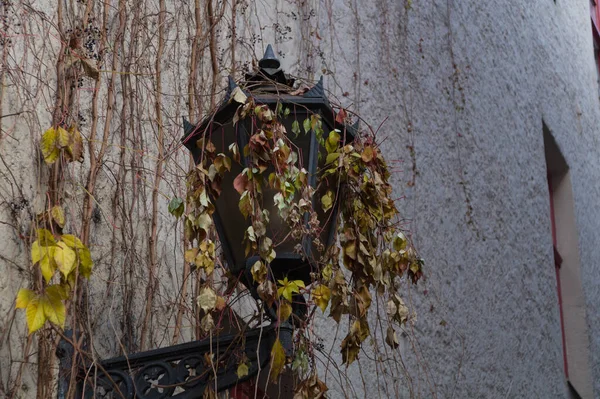 Riga, Letonya 'da gri bir evin duvarında sarmaşıkla kaplanmış eski bir fener.