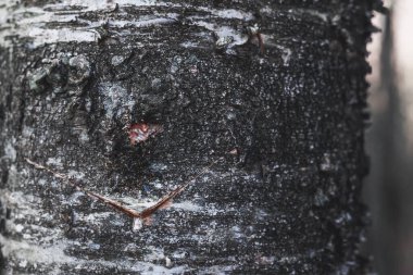 Huş ağacının bahar hasadı.