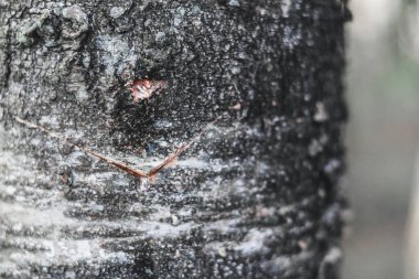 Huş ağacının bahar hasadı.