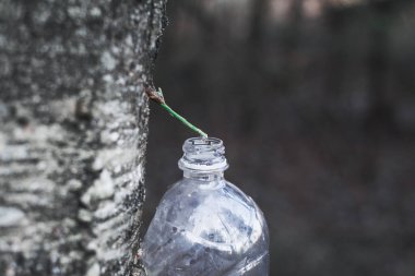 Bahar hasadı huş suyu plastik bir şişede.