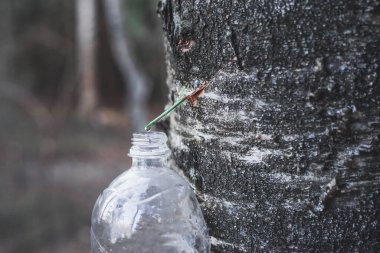 Bahar hasadı huş suyu plastik bir şişede.