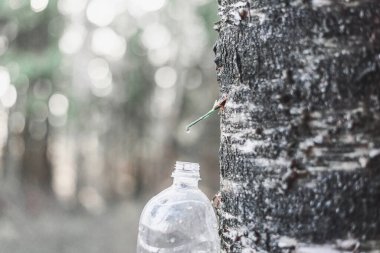 Bahar hasadı huş suyu plastik bir şişede.
