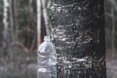 Bahar hasadı huş suyu plastik bir şişede.