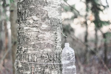 Bahar hasadı huş suyu plastik bir şişede.