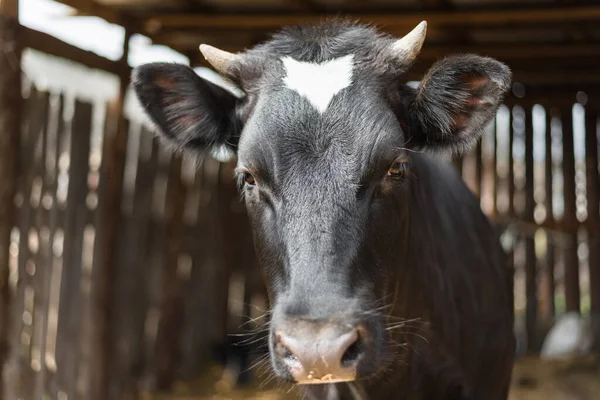Молочная Корова Рогами Ферме Крупным Планом — стоковое фото