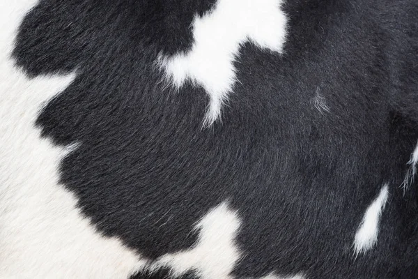 斑斑的黑白奶牛皮 — 图库照片