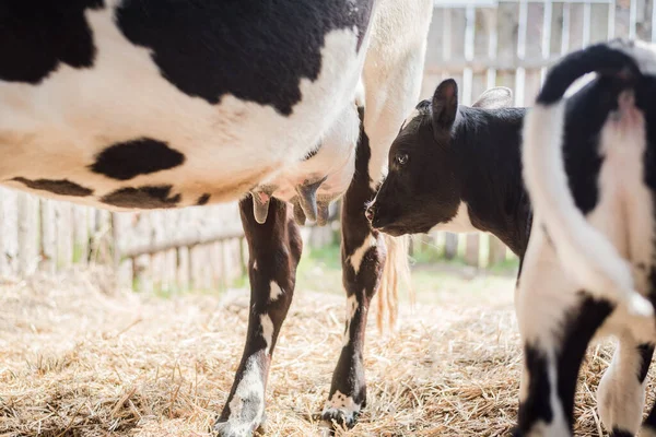 젖소와 새끼를 농장에 스톡 사진