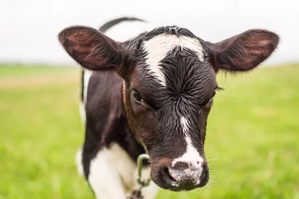 Ein Junges Kalb Weidet Auf Einer Wiese Und Blickt Die — Stockfoto