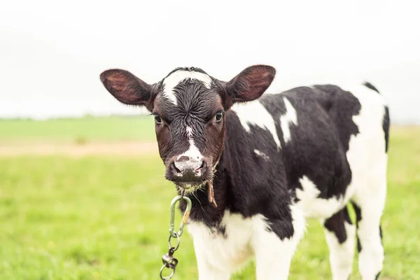 Ein Junges Kalb Wird Einem Feld Aus Grünem Gras Angekettet — Stockfoto