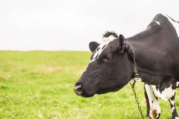 Una Vaca Lechera Pastando Prado Con Hierba Verde —  Fotos de Stock