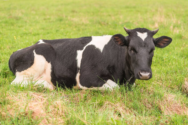 A dairy, milk cow is resting on a pasture with green grass.