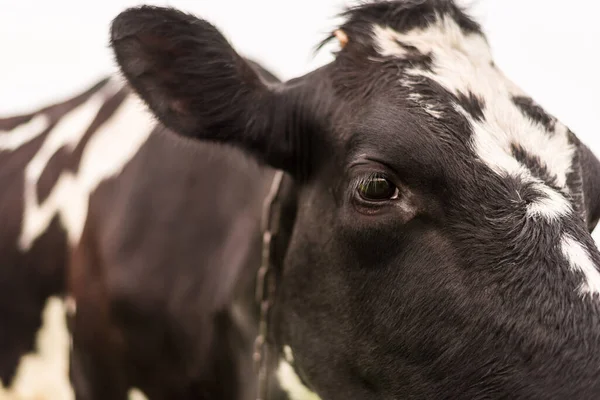 Молочная Корова Крупным Планом Ферме Пастбище Чёрно Белое Млекопитающее — стоковое фото