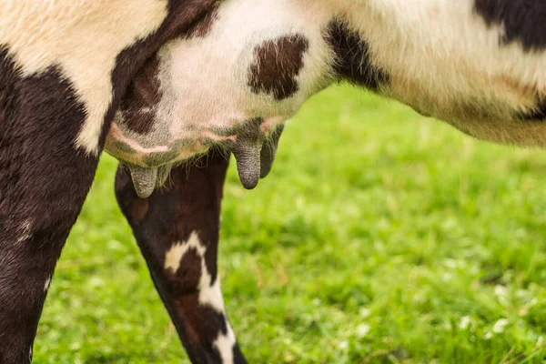 Udder Kontant Betesmark Med Grönt Gräs — Stockfoto