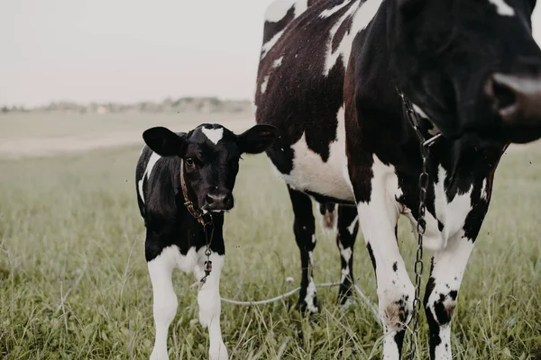 Vaca Vitelo Campo Aberto — Fotografia de Stock