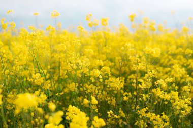 Petrol ve bal üretimi için çiçek açan kolza tohumu. Yaklaş ve yavaşça odaklan. Büyüyen konola.