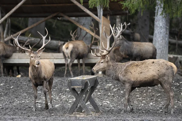 Cervo Vension Corna Corno Foresta Mandria Gruppo Animale Weild Sporcizia — Foto Stock