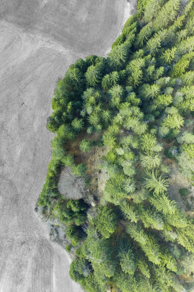 Aerial Drone View Top Border Forest Trees Meadow Black White — Stock Photo, Image