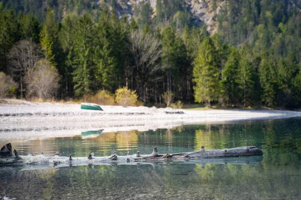 Lavato Legno Vecchio Albero Acqua Lago Barca Riva Montagna Alpina — Foto Stock