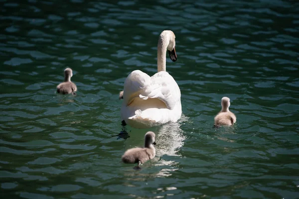 Kilátás Hátulról Mama Hattyú Gyermekeivel Zöld Hullámos — Stock Fotó